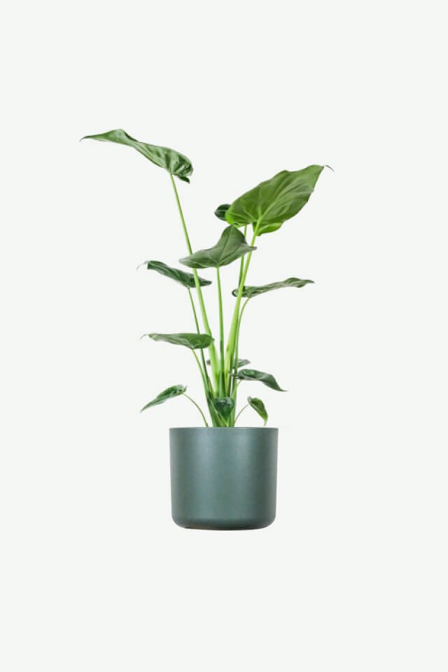 plants ecommerce product featured img 17 plants ecommerce product featured img 17
